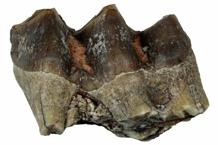 Fossil Oreodont (Merycoidodon) Molar - South Dakota #300273